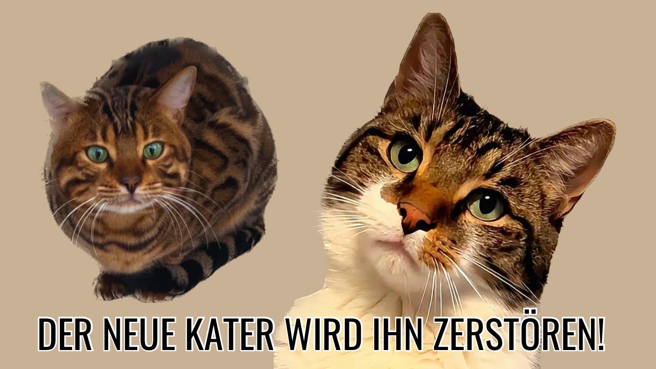 Katzen freuen sich über Zuwachs? Wurmi gehts nicht gut 😿
