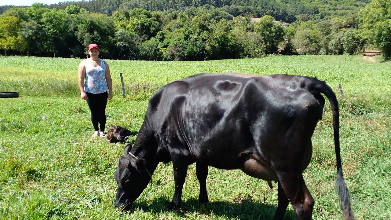 Preço das Vacas Jersey na Minha Região Leite em Baixa/5 Vantagens da Raça Jersey/Sítio Pequeno 