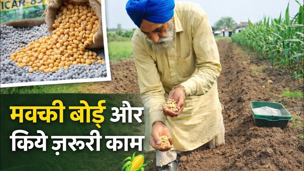 ਮੱਕੀ ਬੀਜੀ ਤੇ ਕੀਤੇ ਹੋਰ ਜ਼ਰੂਰੀ ਕੰਮ 🌽💪#agriculture #like #tranding 