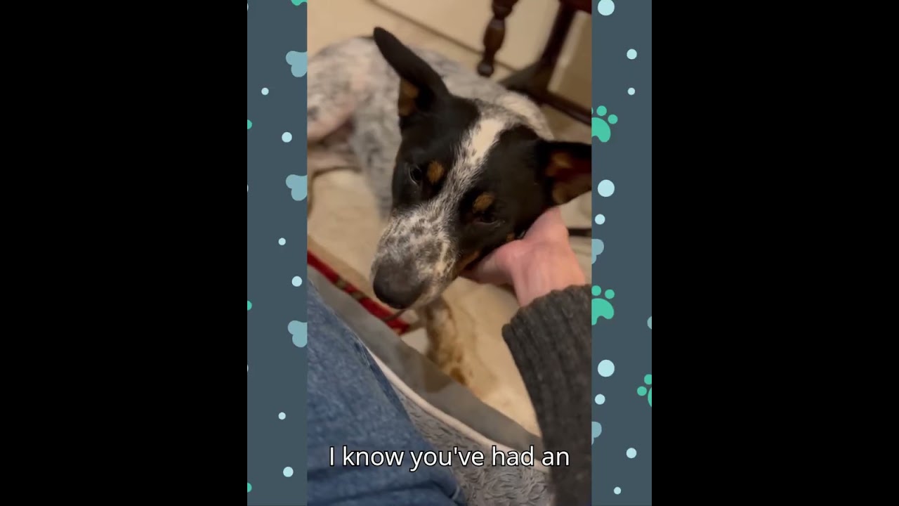 Up for adoption: Remi, a young rescued Heeler 🐶 Meet Remi — your future adventure buddy! 🐾