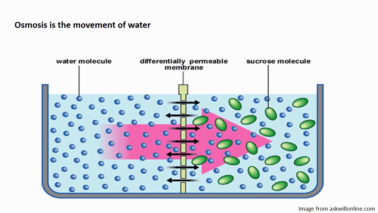 chapter 4.2: Diffusion, Osmosis, Bulk Transport and Active Transport