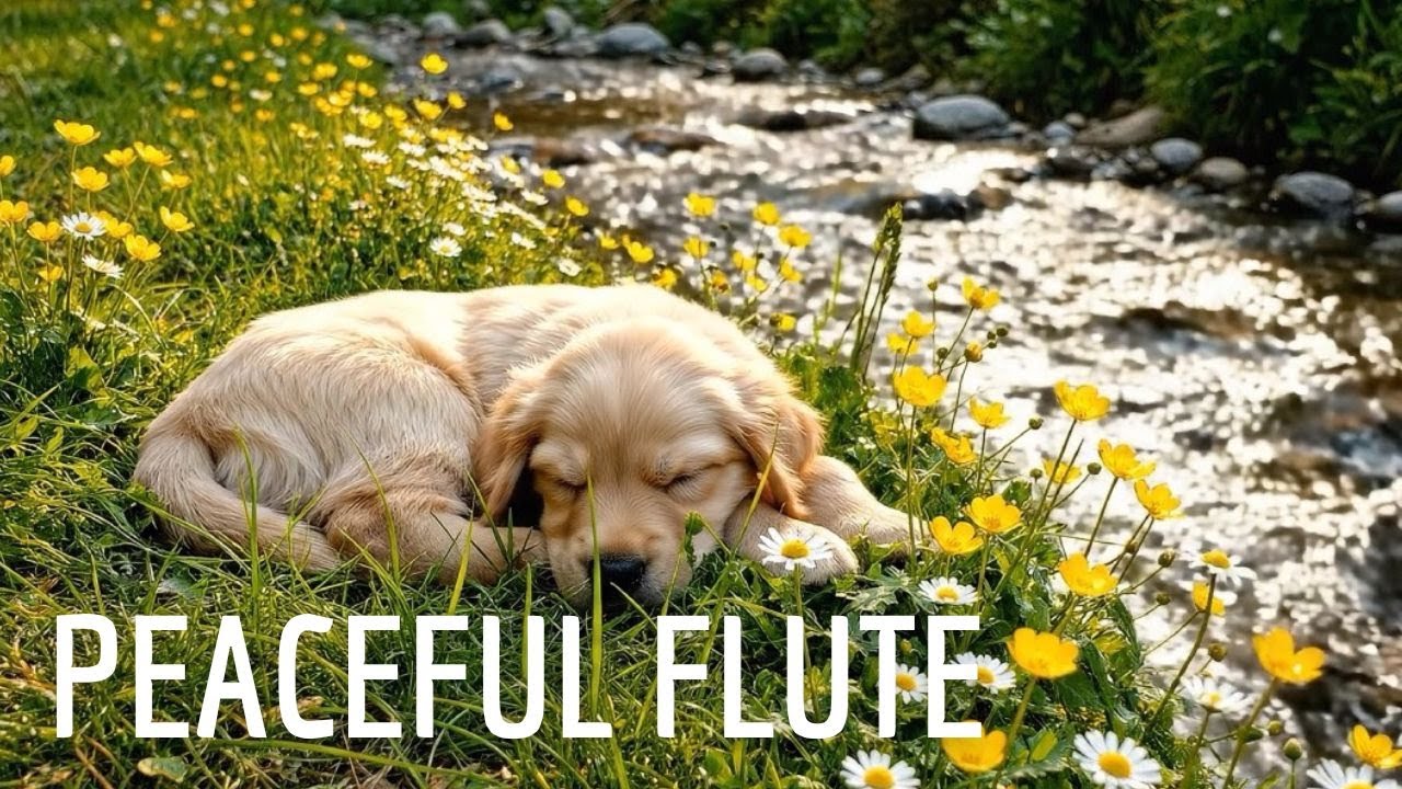 Peaceful Flute Music • Gentle Water Flow • Nature Sounds for Study & Sleep