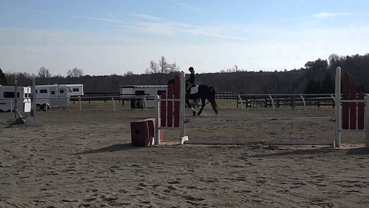 Tesa- trot work with leg yield