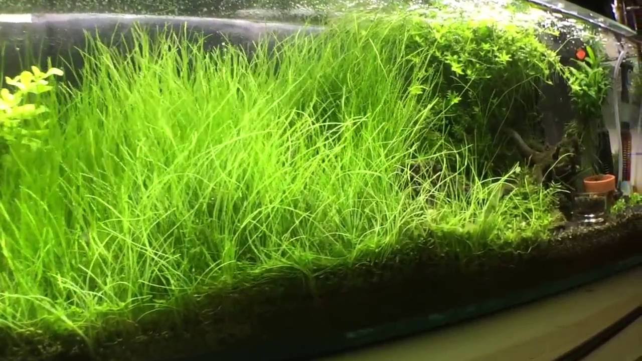 Nano Tank Maintenance: Mr. Aqua 12g Long