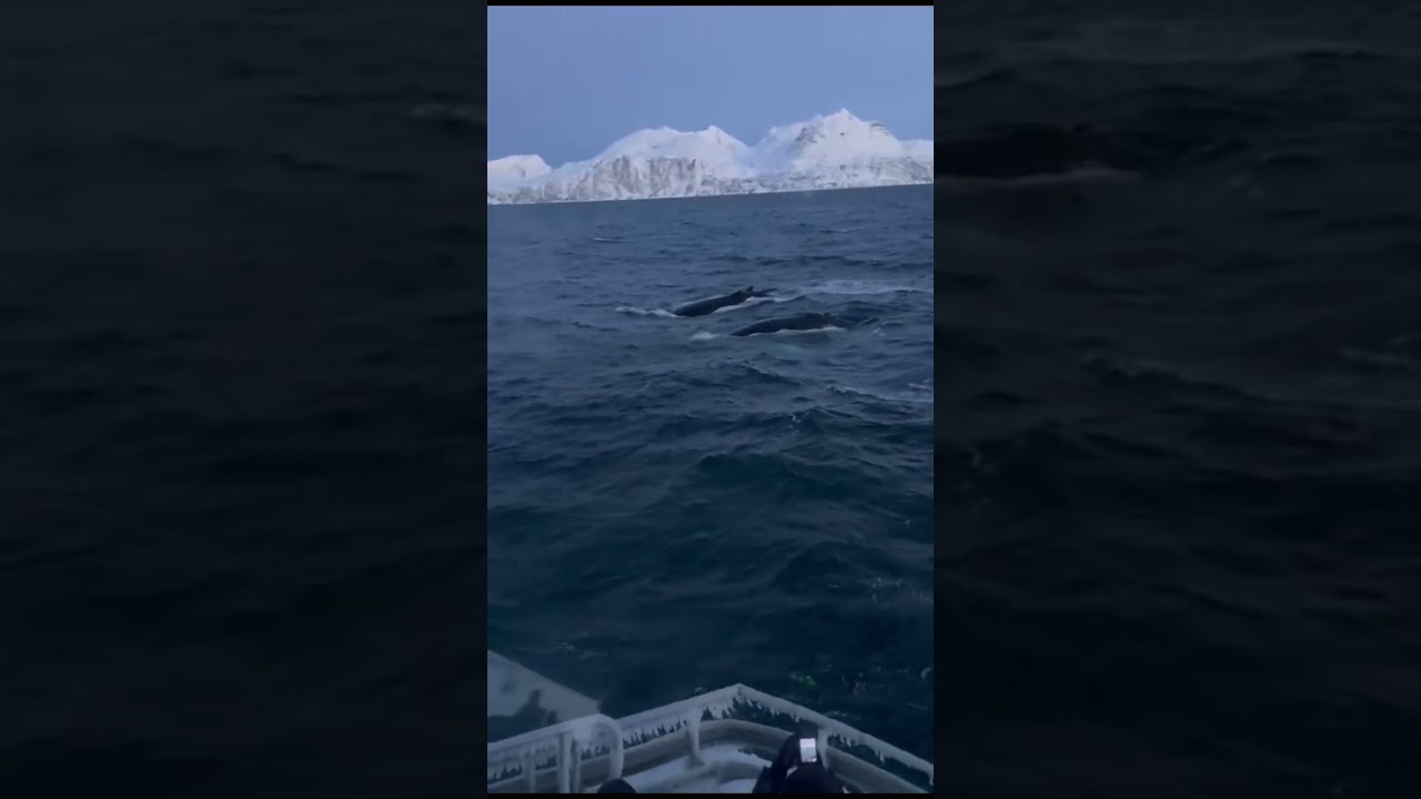 🇹🇷 Norveç’te Balinalarla Buluşma! 🐋🚢 Bir Hayal Daha Gerçek Oldu!🇺🇸 Whale Watching in Norway!