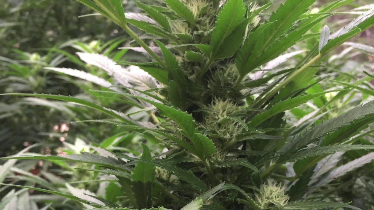 GROWING WEED (COG XAS)