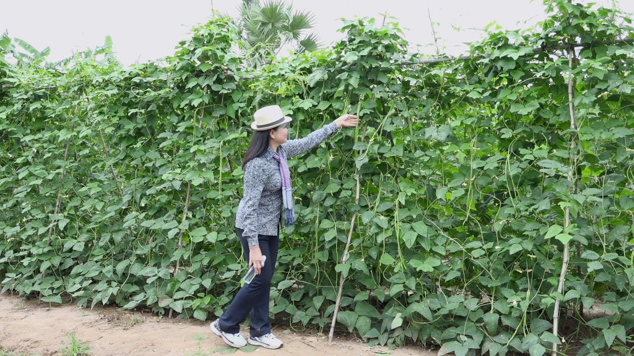 Agriculture/កសិកម្ម : ដំណាំសណ្តែកកួរ (YardLong Bean) Ep 01/3