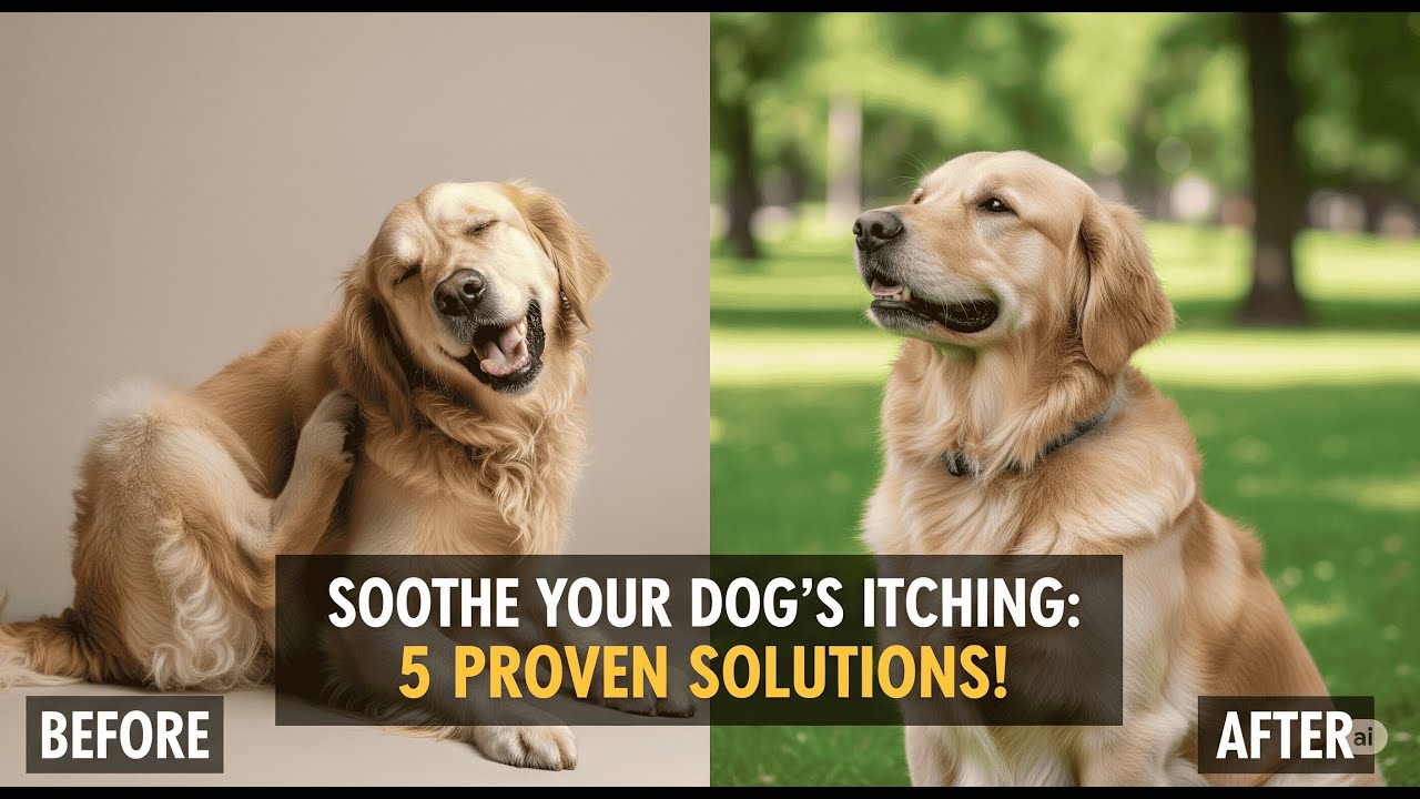 How to Soothe Your Dog's Itching: 5 Proven Solutions You Need to Try!