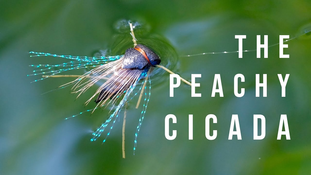 Bass Fly Tying - Peachy Cicada