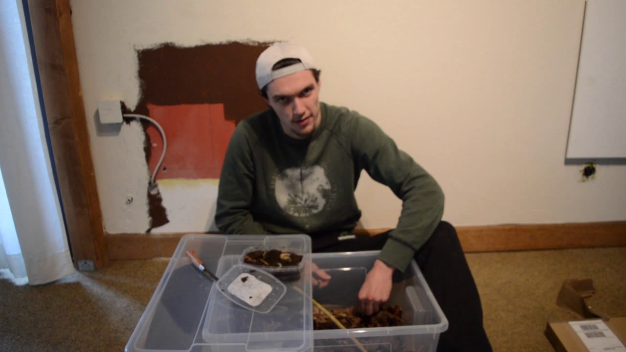 Kongo- Rosenkäfer Pachnoda marginata unboxing und Haltung
