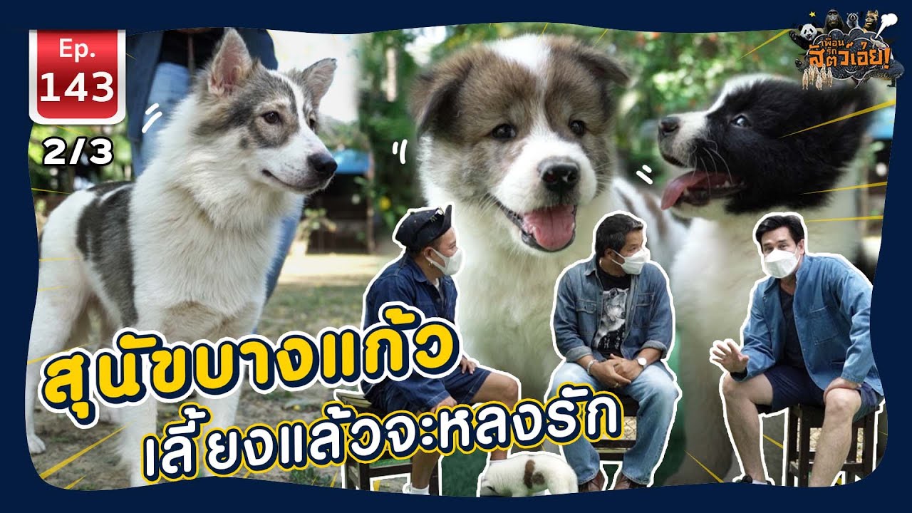 Bangkaew dog สุนัขบางแก้ว เลี้ยงแล้วจะหลงรัก - เพื่อนรักสัตว์เอ๊ย EP.143 2/3