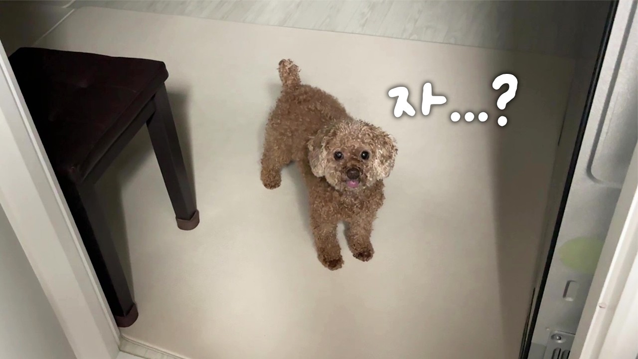 털뭉치의 자기 전 루틴
