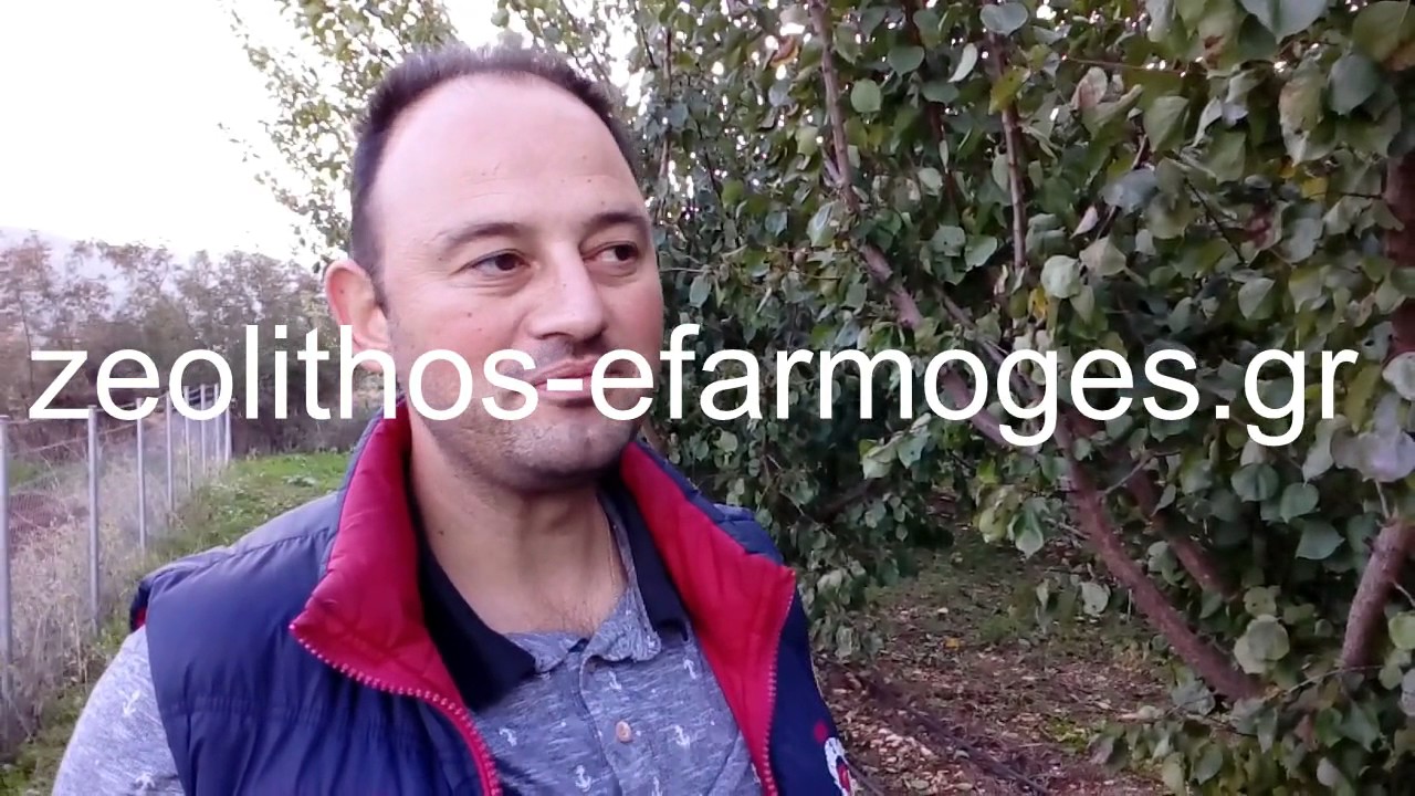 Εφαρμογή ζεόλιθου σε βερίκοκα