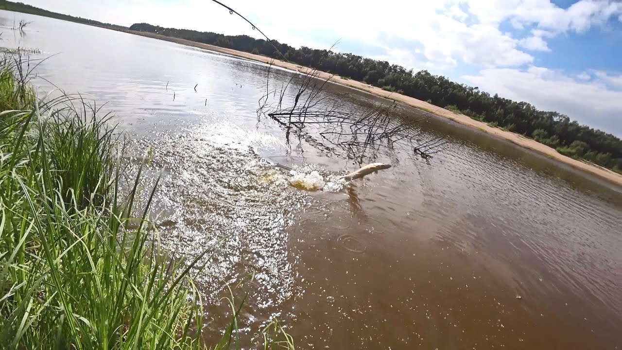 ЩУКИ ВЫЛЕТАЮТ ИЗ ВОДЫ. БЕШЕНЫЙ КЛЕВ ЩУКИ. ЛОВЛЯ РЫБЫ НА СПИННИНГ И УДОЧКУ С БЕРЕГА НА СЕВЕРЕ.