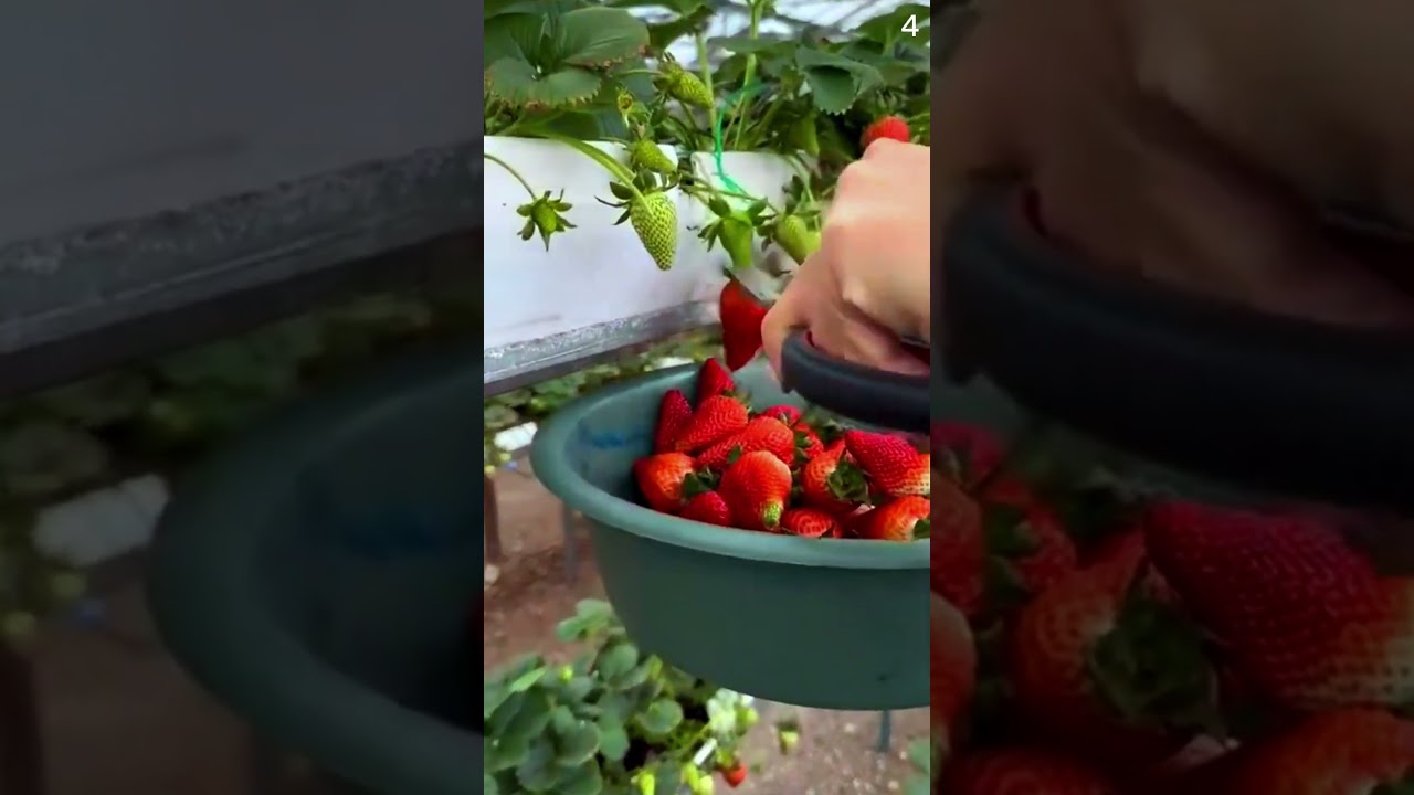 panen buah strawberry dengan hasil yang sangat segar dan melimpah #shorts