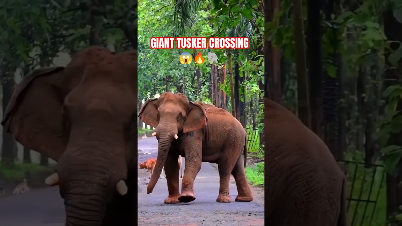 Big Tusker Elephant Crossing Road | Kerala Forest Wildlife Sighting 🐘 #Shorts