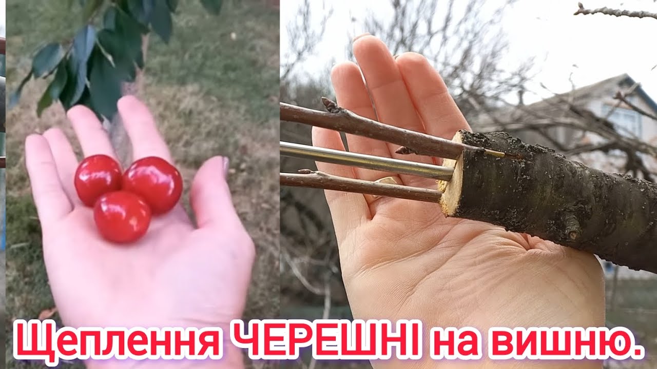 ВЕСНЯНЕ ЩЕПЛЕННЯ КІСТОЧКОВИХ ДЕРЕВ#прививкачерешни#щепленнядерев#веснянещеплення#щепленнячерешні#сад