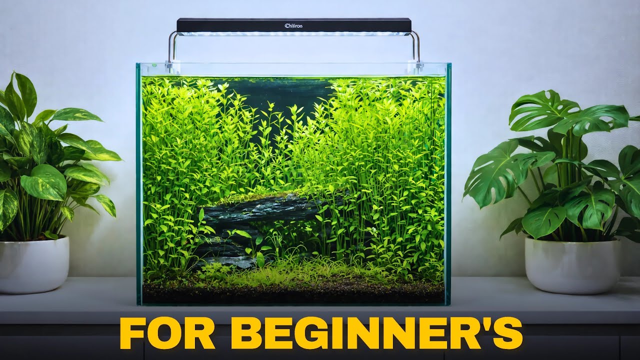 Basic planted Tank Setup For Beginners | Low-Tech Aquarium Setup Easy Steps