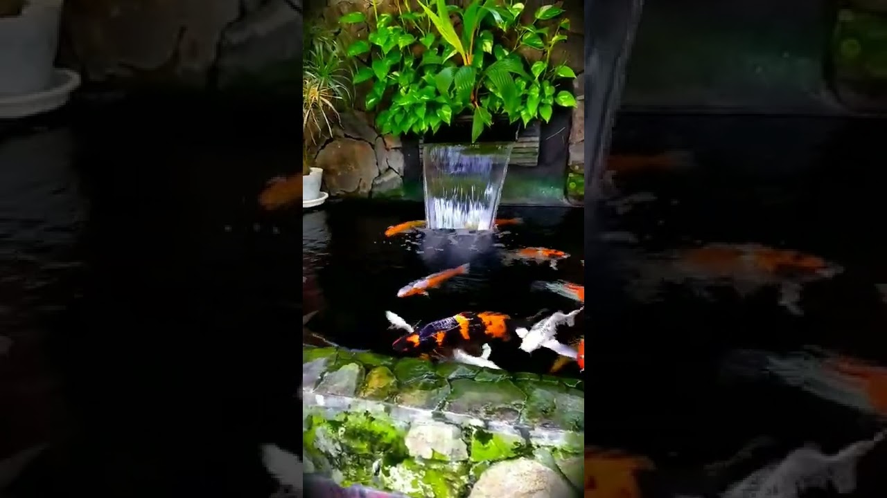 Kolam Koi Kok Kayak Ginii⁉️😱 #koi #kolamkoi #koifish #koilovers #koiindonesia #ikankoi