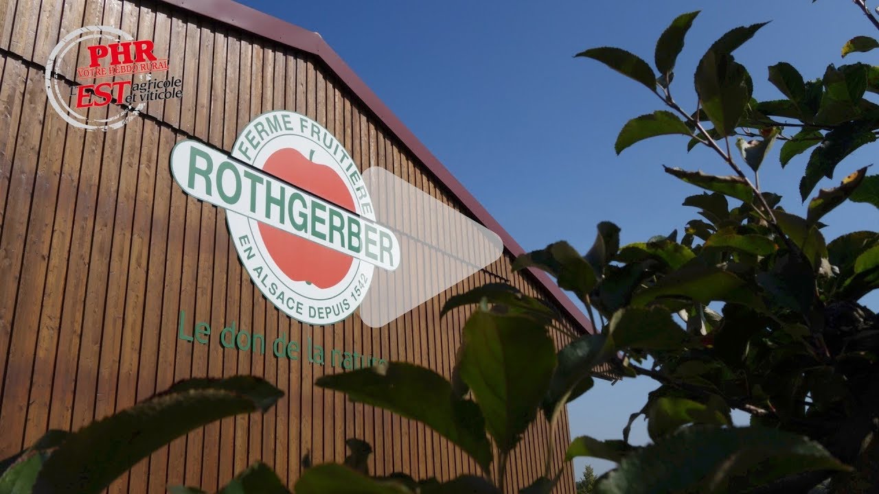 Rothgerber : une récolte de pommes bio en quantité et qualité