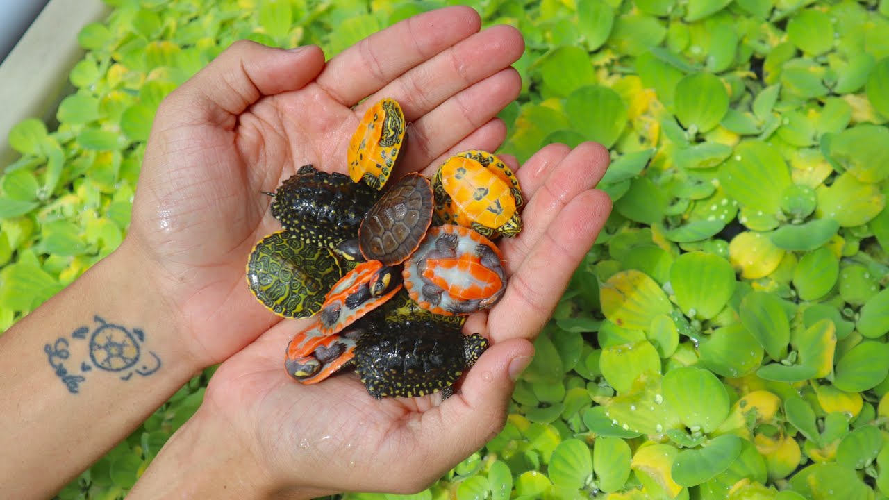 NEW! Cute Rare Baby Turtles!