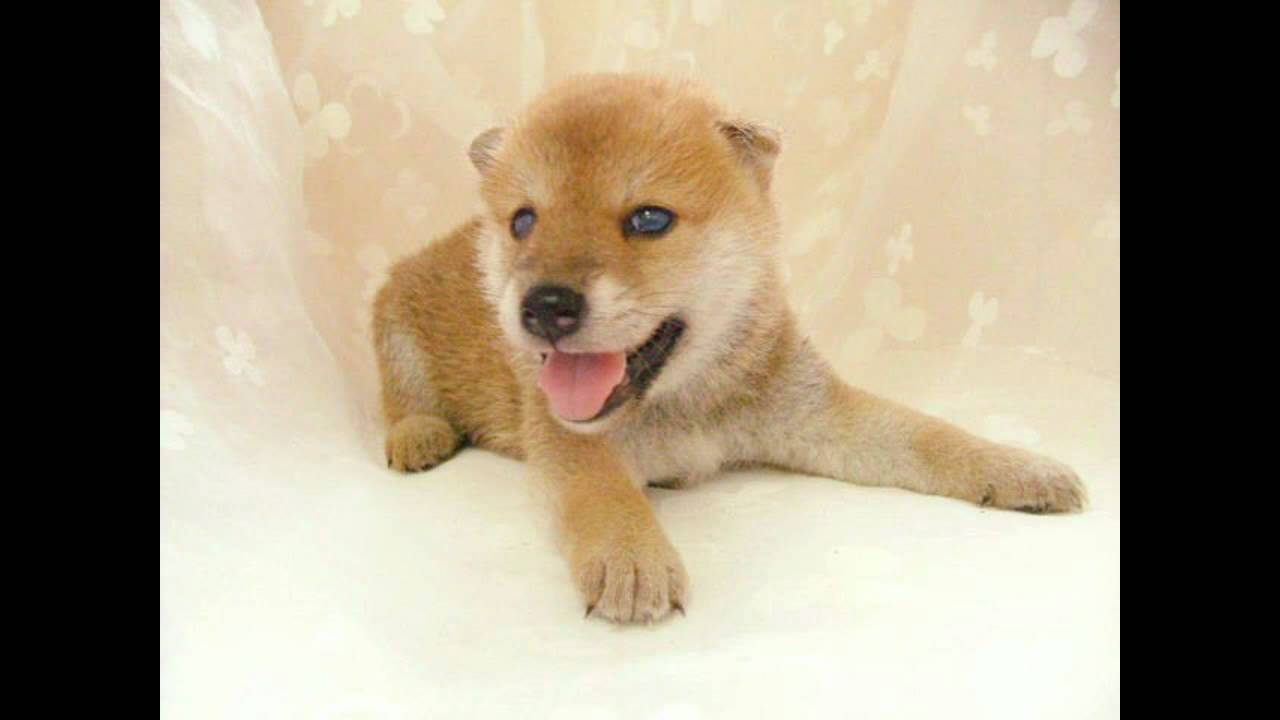 はじめてのともだち～the answer (My First Friend~answer)