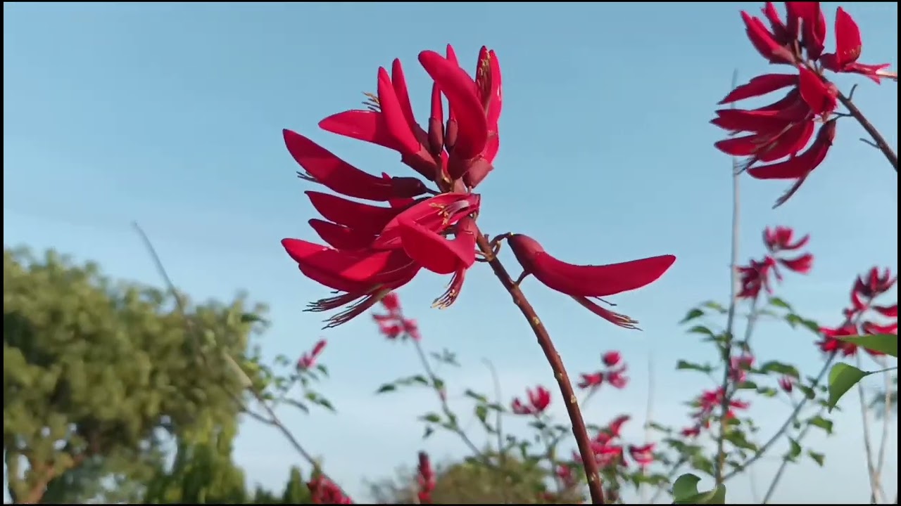 Vemagal Kolar Garden tour//  Karnataka