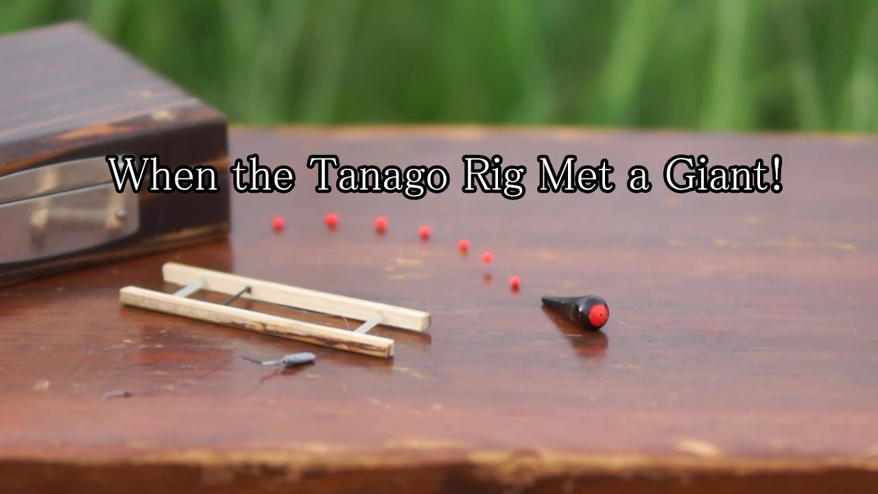 The Tanago Rig Meets a Giant! 【 Micro Fishing in Japan 】 Japanese bitterling.