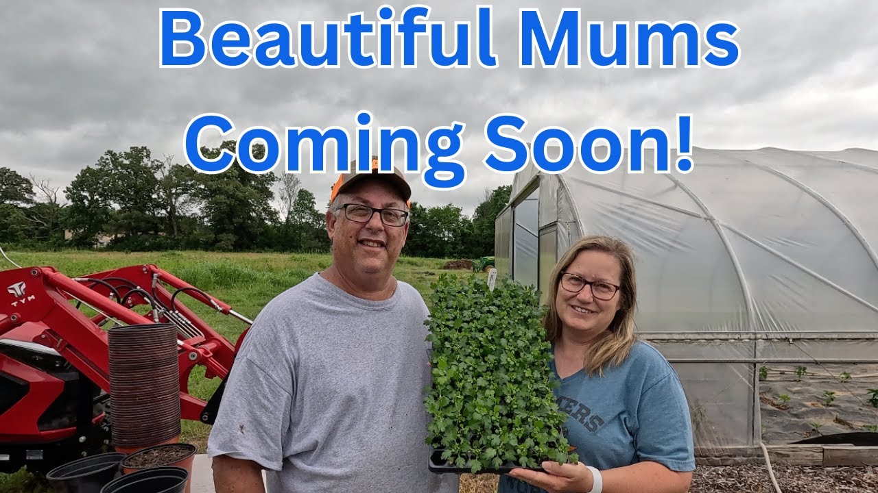 Our Secret to Growing BIG Beautiful Mums!