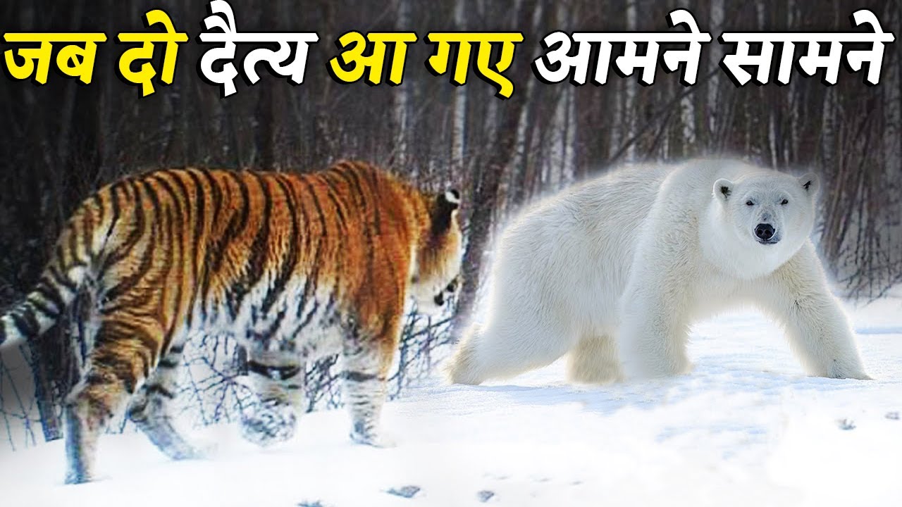 पोलर बेयर और साइबेरियन बाघ की लड़ाई में कौन जीता ?