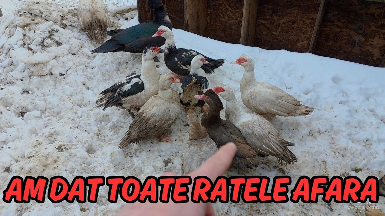 AM FACUT SCHIMBARI IN FERMA / UNBOXING LA COLETE