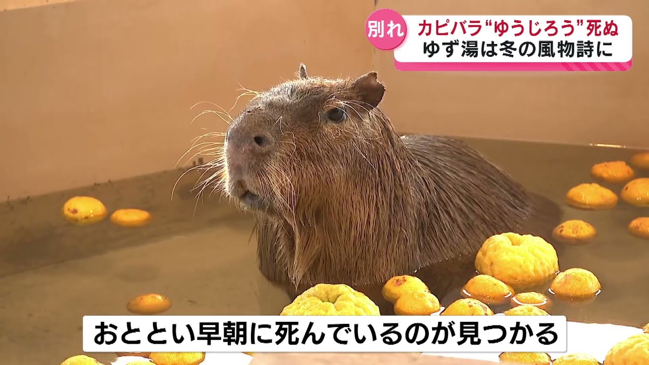 【別れ】カピバラ「ゆうじろう」死ぬ　献花台が設けられ別れ惜しむ人たち　ゆず湯に入る姿が人気　《新潟》