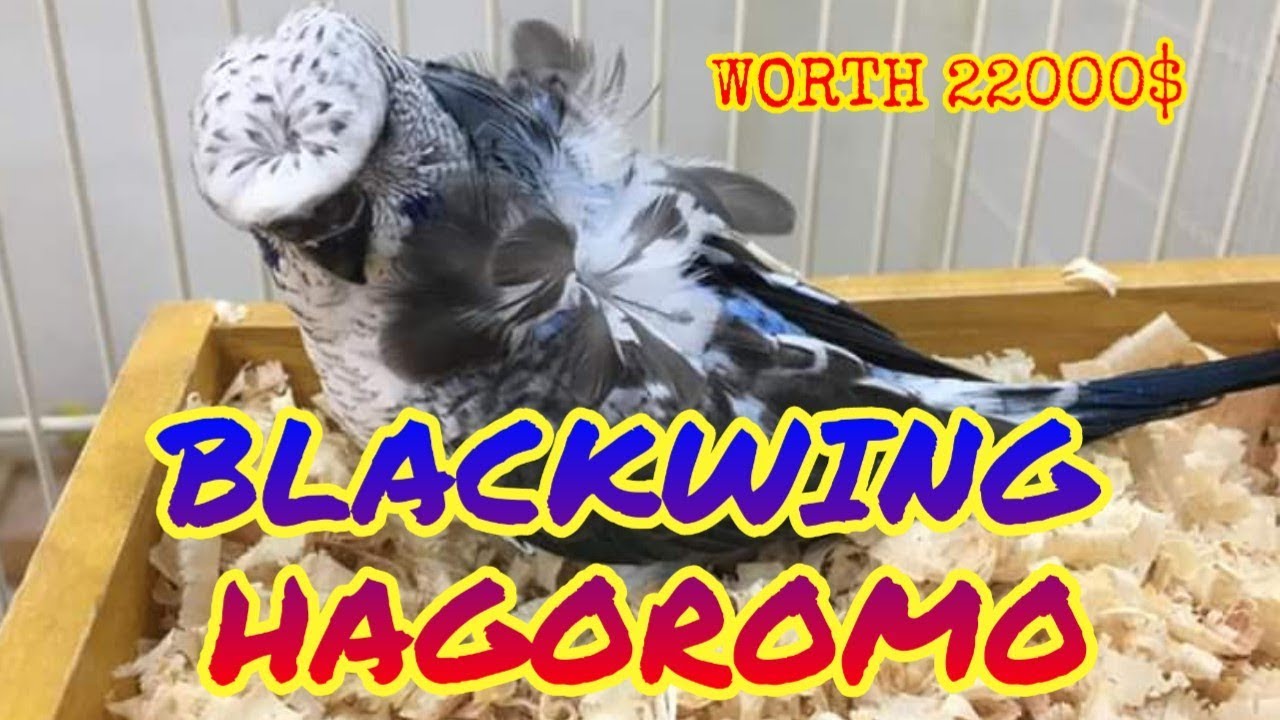 HOW TO PRODUCE BLACKWING HAGOROMO 2019