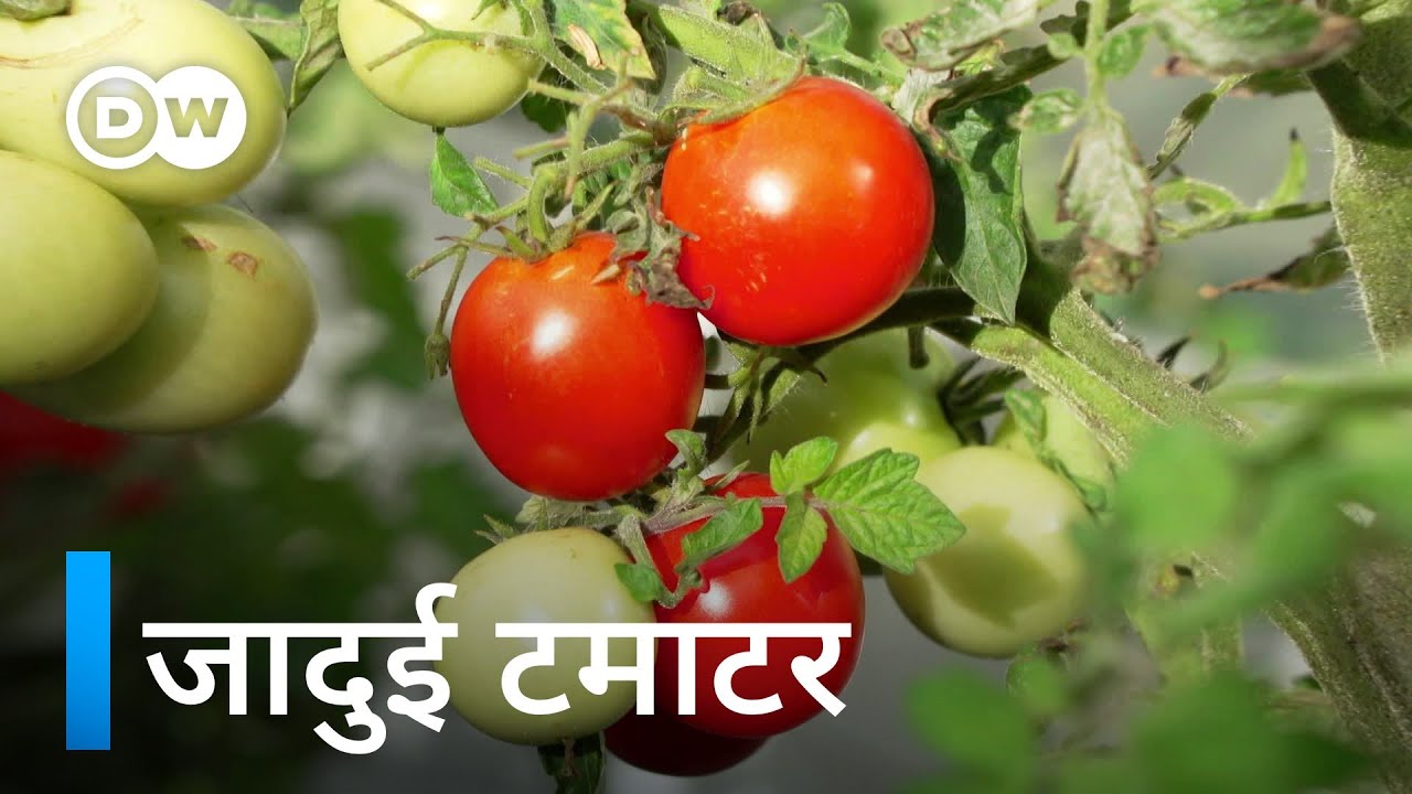 ये टमाटर कई बीमारियों को दूर भगा सकते हैं [Could these tomatoes solve global vitamin D deficiency?]