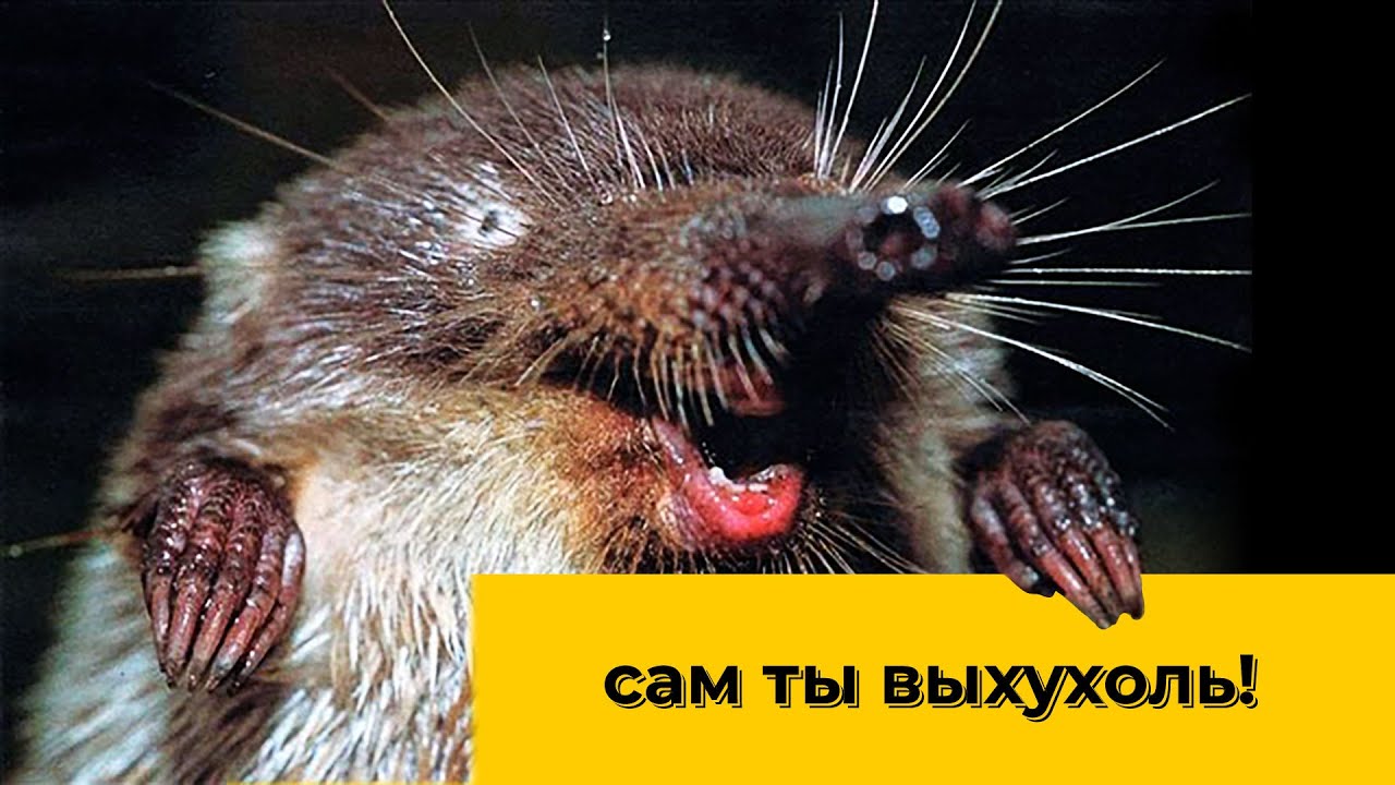 Выхухоль - пережившая мамонтов. Наталья Носова