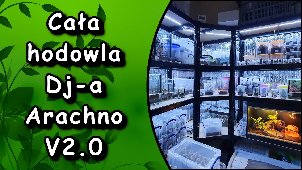 ❗Dj Arachno pokazuje całą swoją hodowle❗ Co się zmieniło po ponad roku ❓🤔😱Sprawdźmy to😜