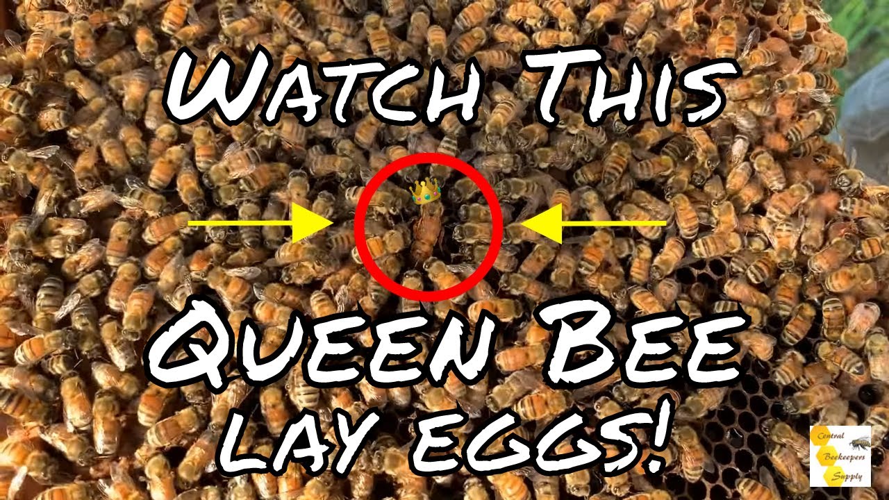 Young Queen Bee laying eggs in a new hive (after Nuc transfer)