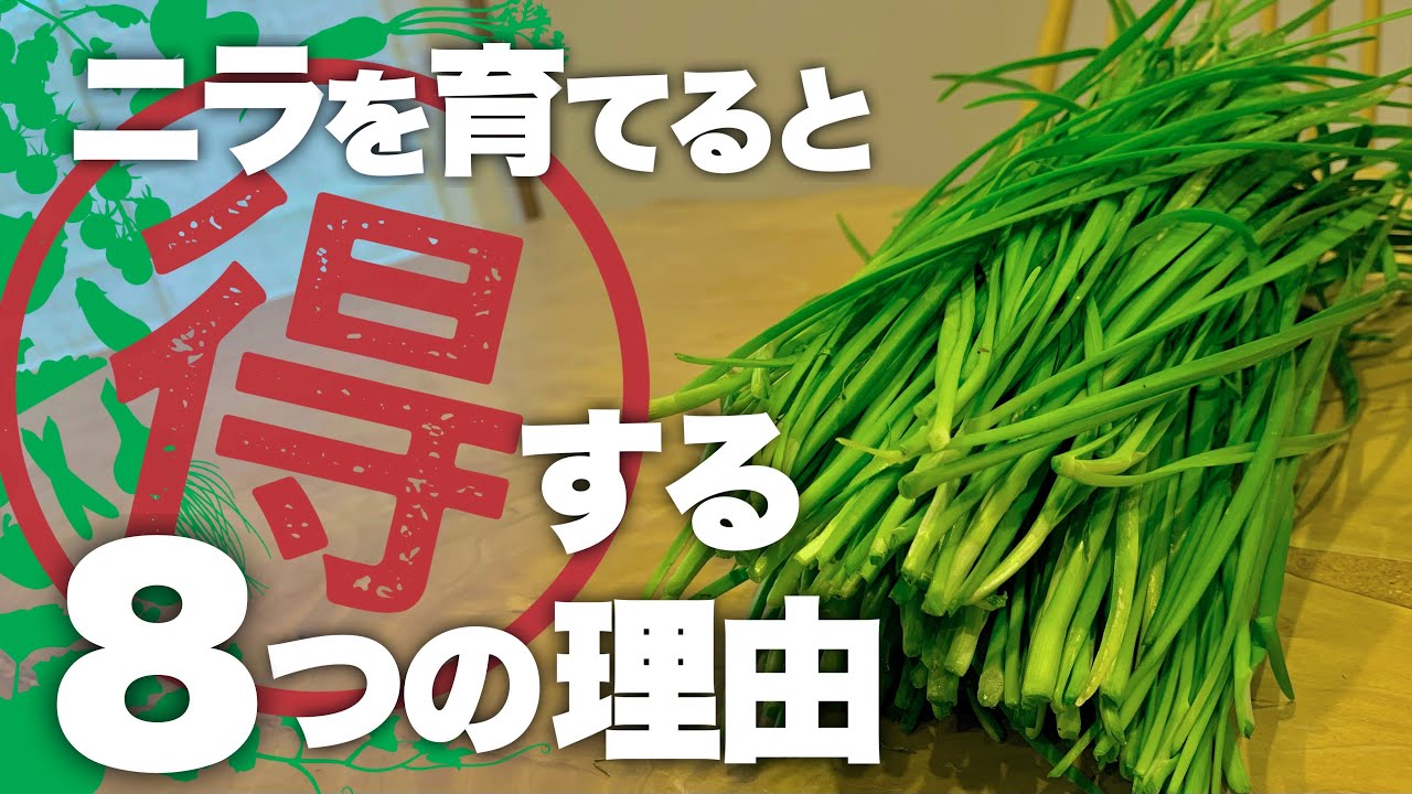 【コスパ無限大】ニラ栽培690日で判明したベランダでニラが大活躍する理由|ニラの育て方