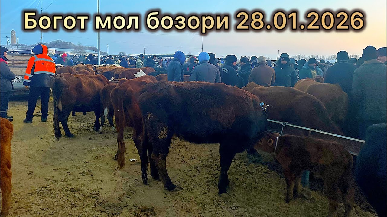Bog'ot mol bozori.28.01.2026.ALIXON efirda