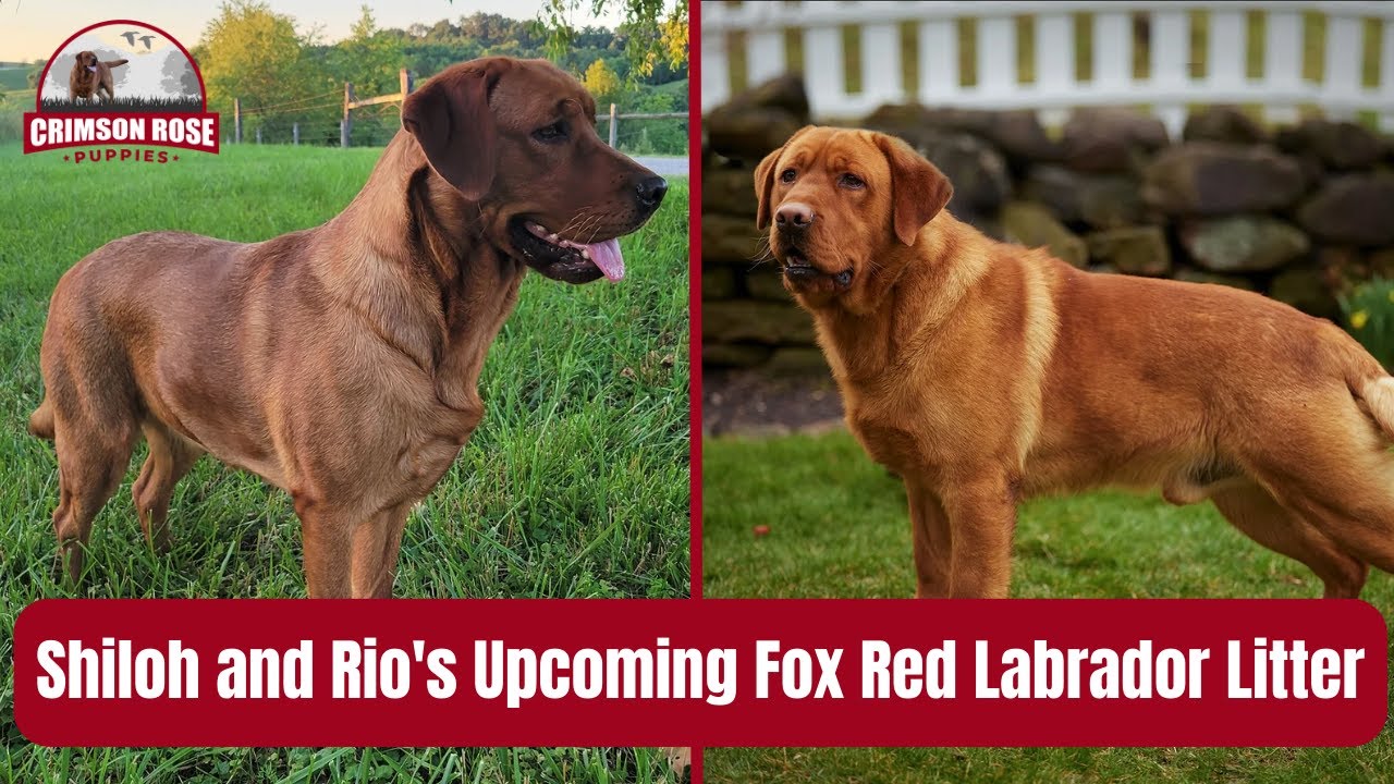 Shiloh and Rio's Upcoming Fox Red Labrador Litter
