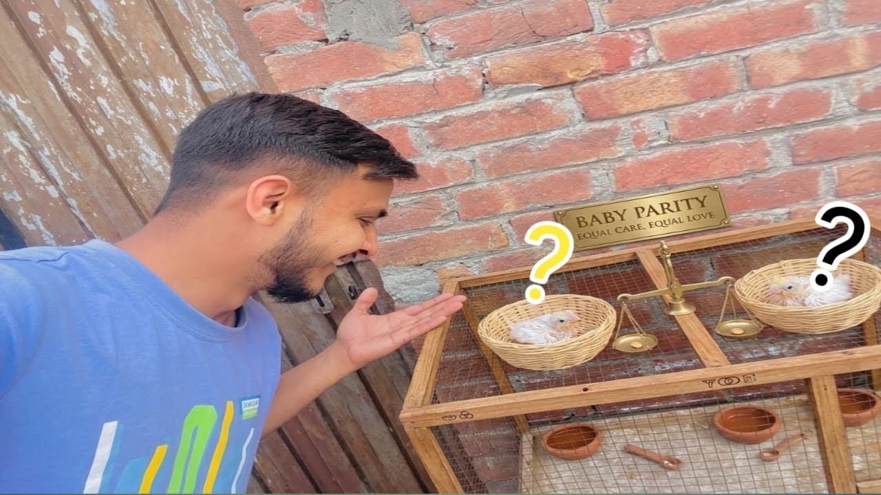 Donon Baby Parrot Ki Growth Acchi Hai🥰