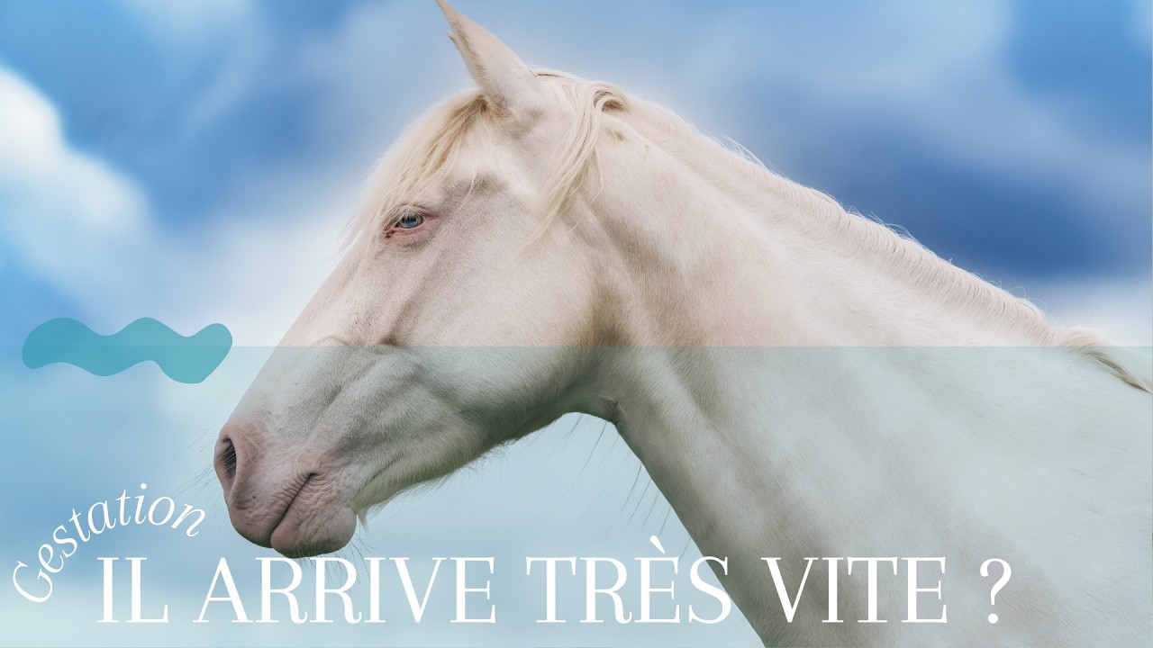 Un poulain qui arrive en avance ?