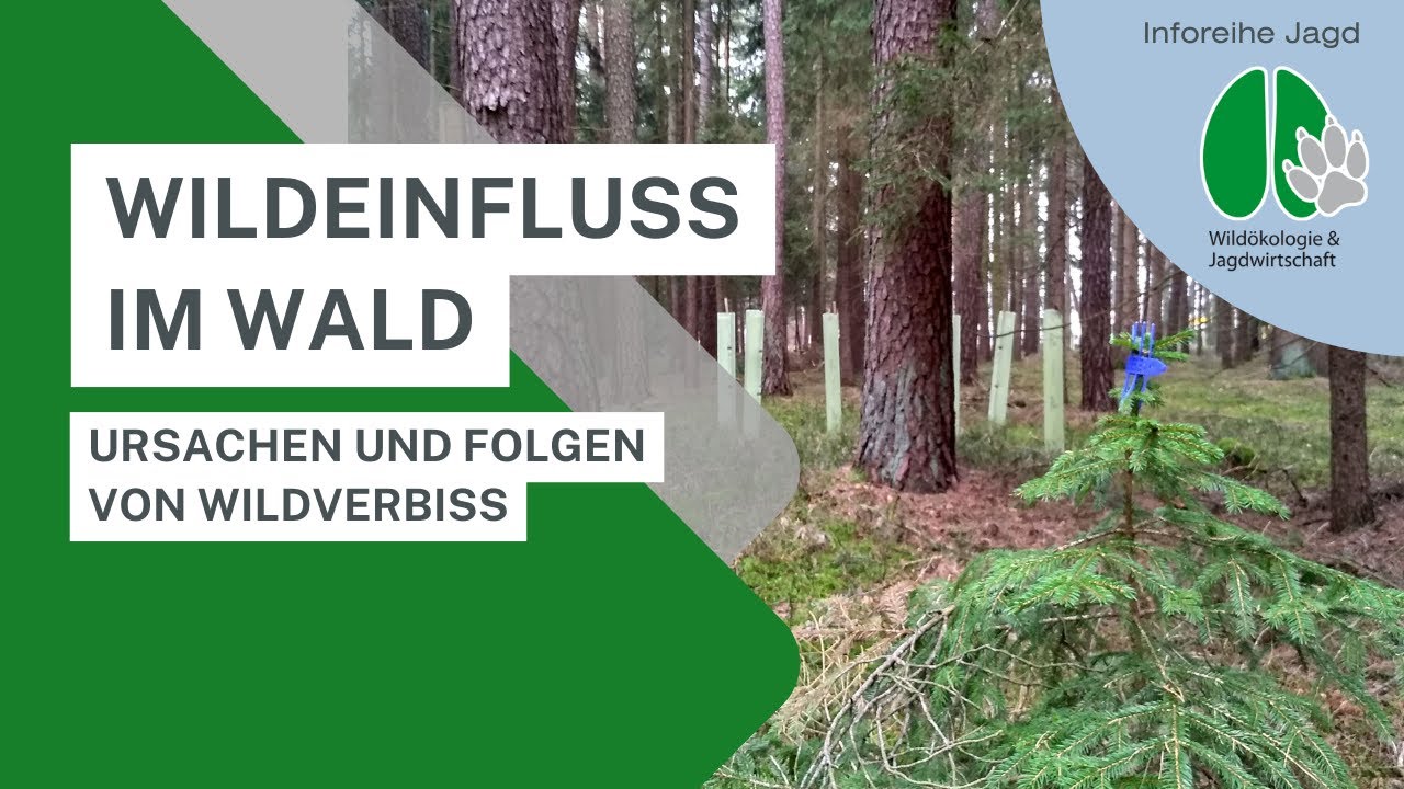 Wildeinfluss im Wald - Ursachen und Folgen von Wildverbiss