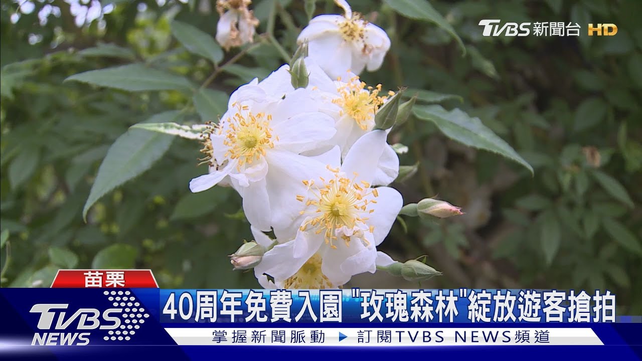 40周年免費入園 「玫瑰森林」綻放遊客搶拍｜TVBS新聞