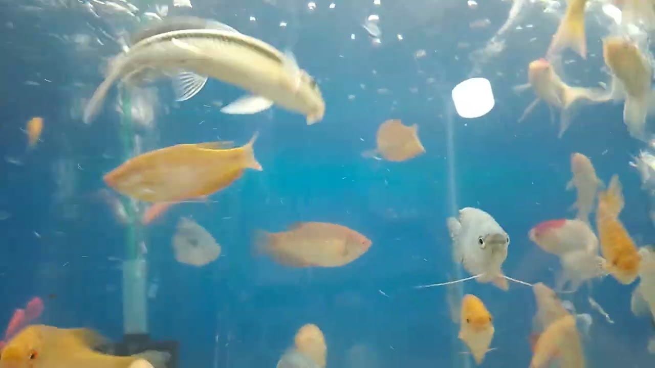 আল্লাহর কি অপরূপ সুন্দর্য আকাশনীয় মাছ 