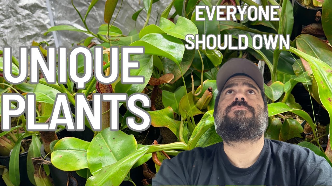 Best Carnivorous Plants For Beginners!