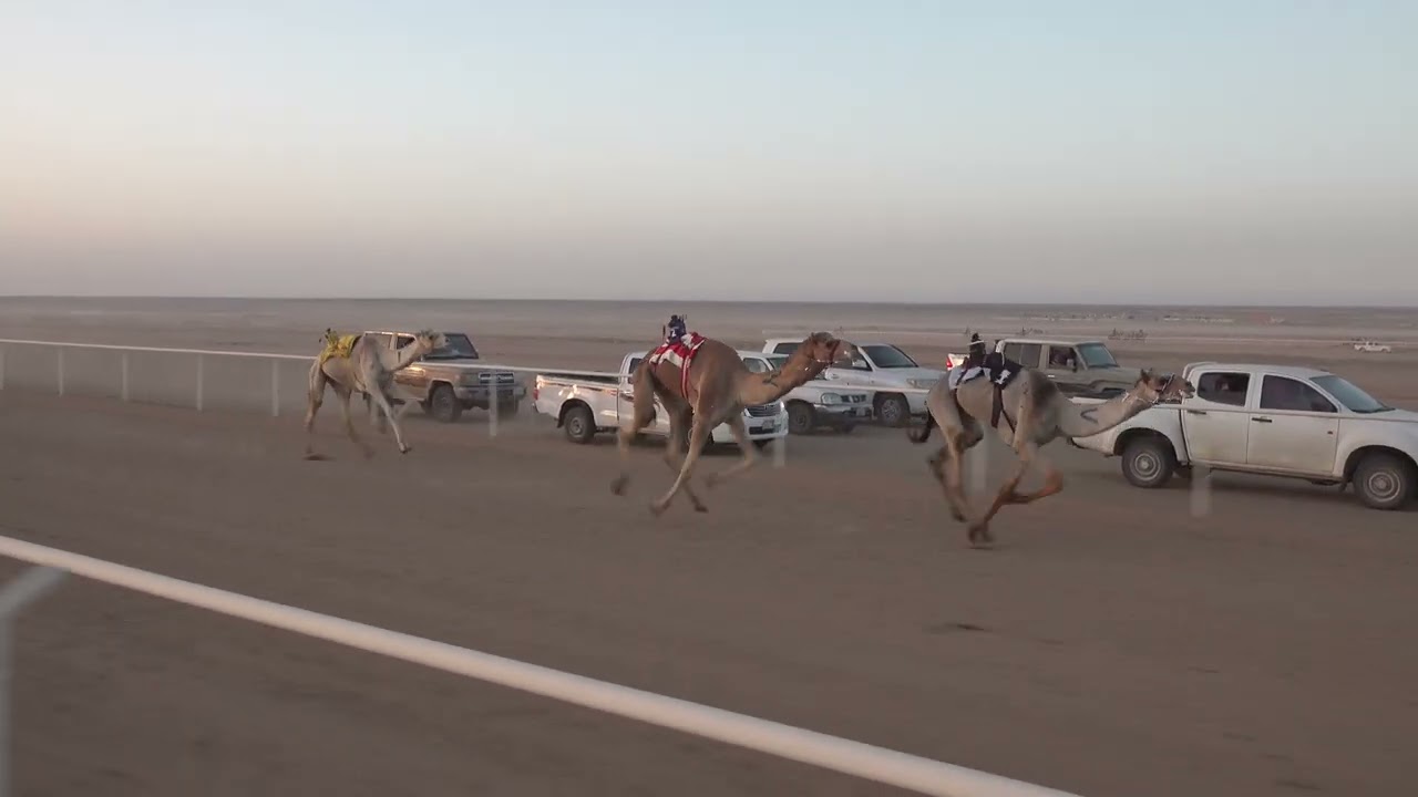 الشوط الرئيسي جذاع ومافوق قعدان 6كم ( نجد: نايف بن سالم رفاده)