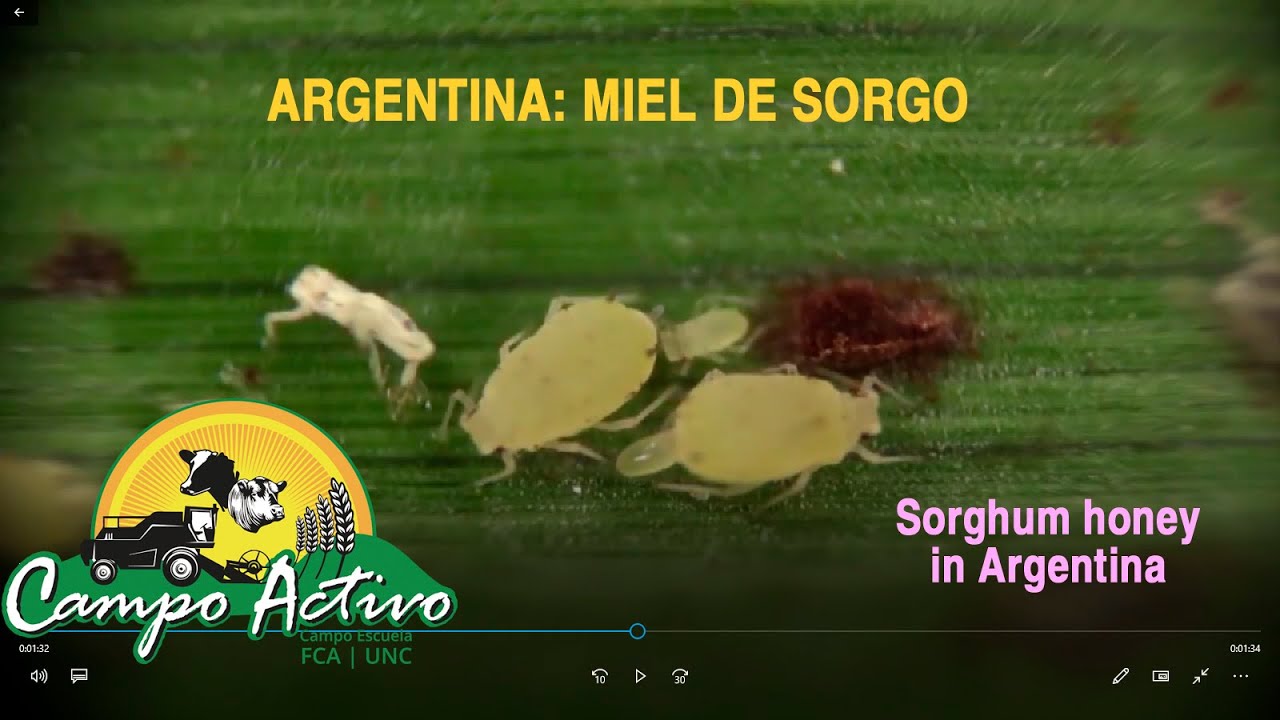 Miel de Sorgo 18 07 21