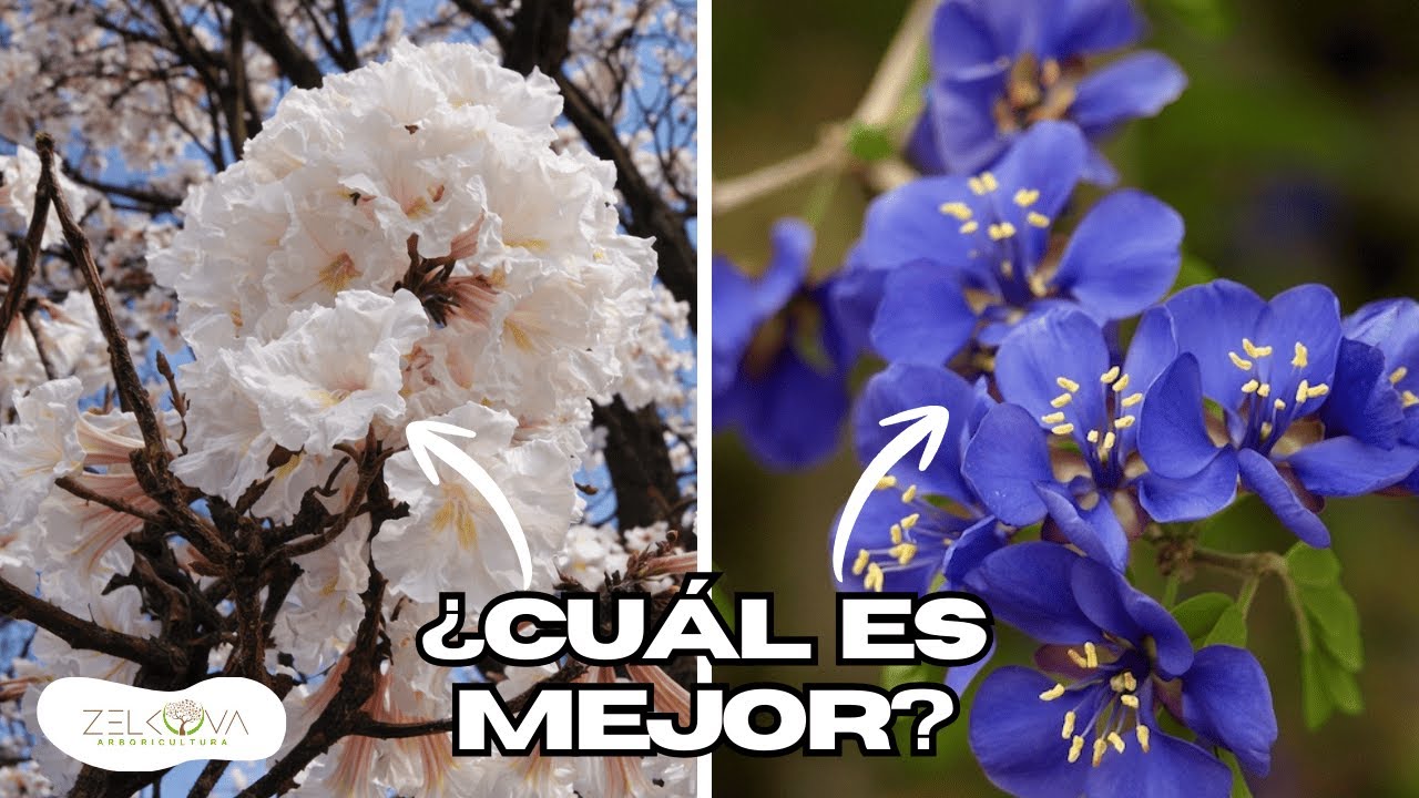 Árboles Nativos vs Exóticos....¿Cuál Reforestar en 2026?