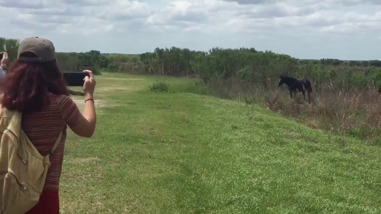 Horse attacks gator in Florida